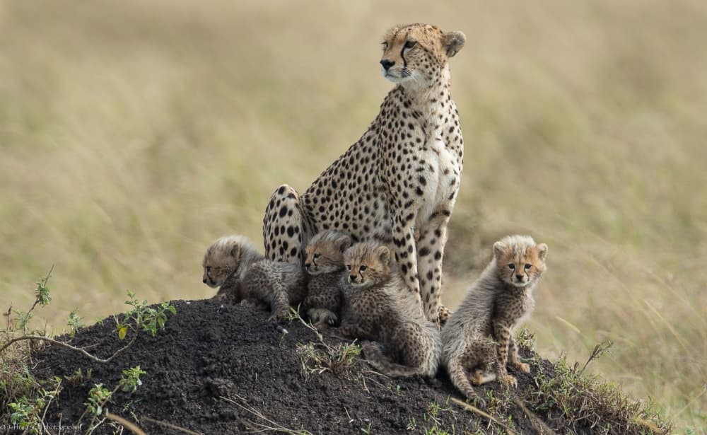 Watchful Cheetah Family by Jeffrey C. Sink — canvas wall art