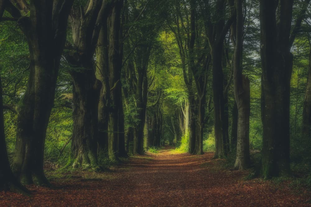 Enchanted Forest Path by Hilda van der Lee — canvas wall art