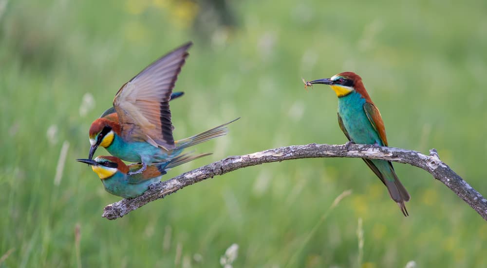 European Bee-eater Mating by Barré Thierry — canvas wall art