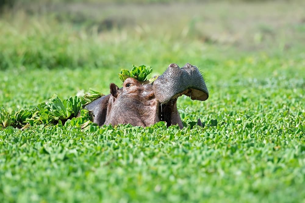 Hippo With Plant Hat by Marco Pozzi — canvas wall art