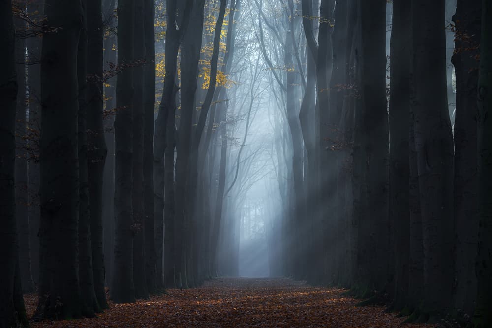 Misty Golden Forest Path by NingYun Ye — canvas wall art