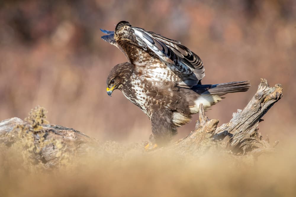 Raptor Takes Flight by Marco Redaelli — canvas wall art