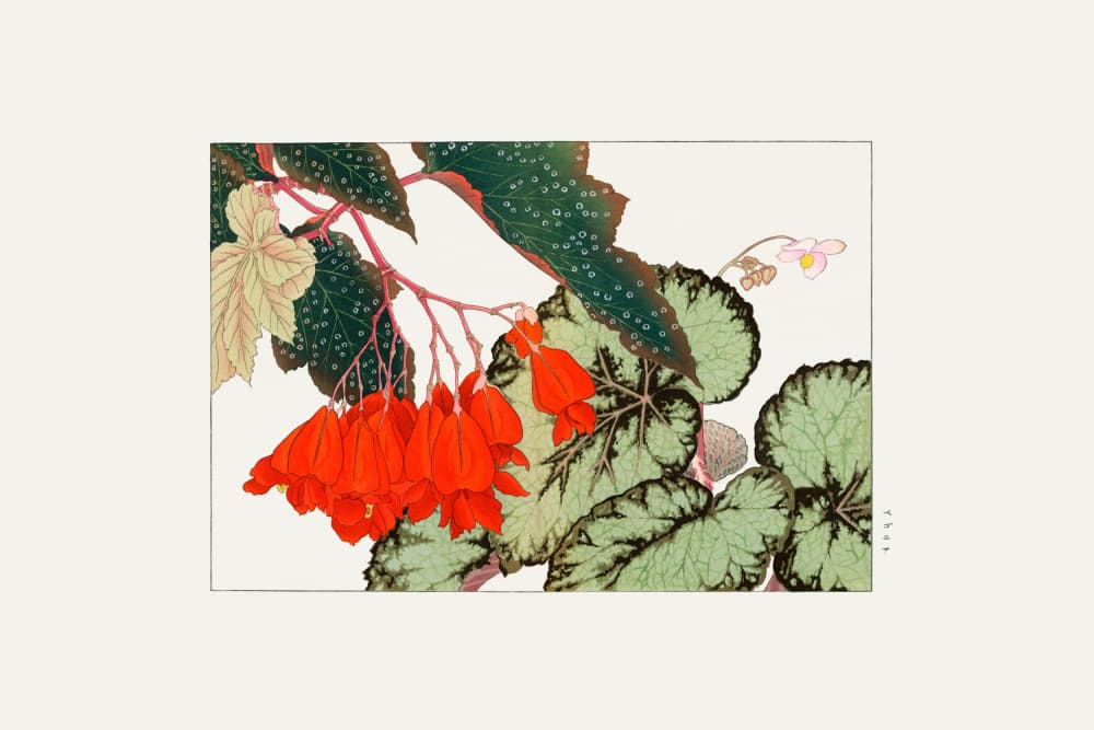 Cracklin Rosie Begonia Flower by Tanigami Konan — canvas wall art