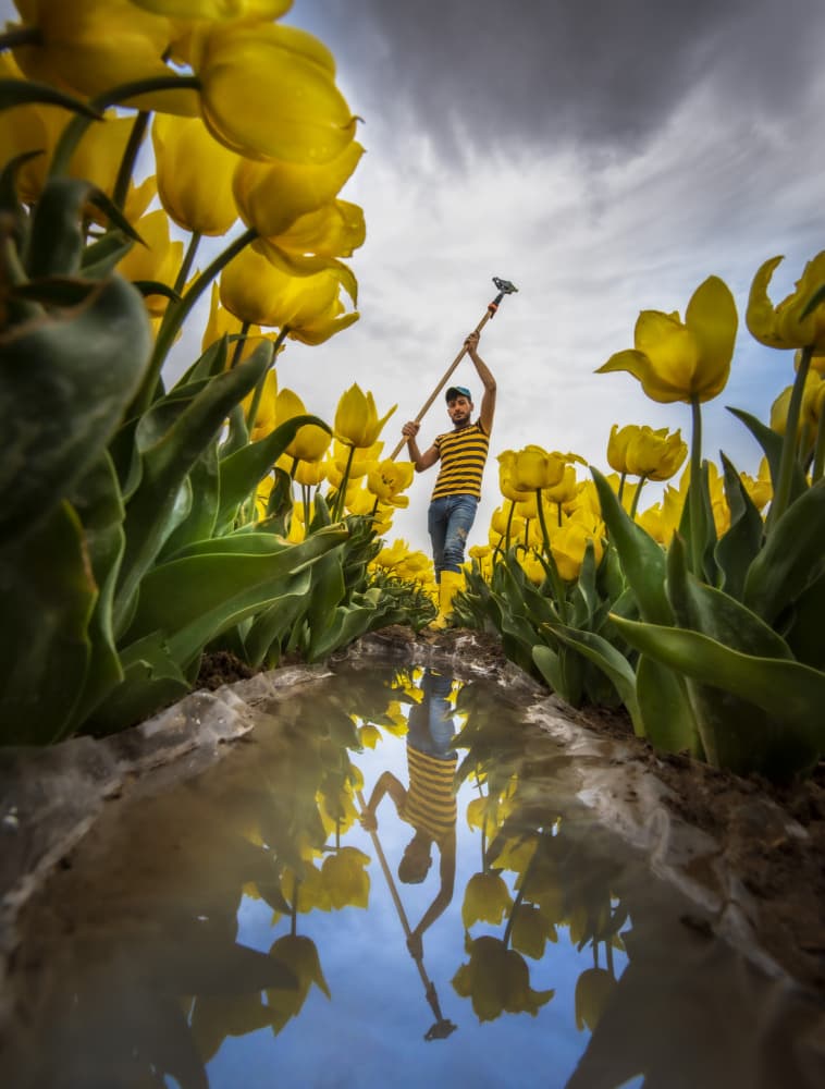Man In Yellow Tulips Reflection by Ali Can — canvas wall art