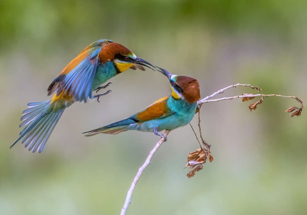 Vibrant Bee-eater Pair by Marketa Zvelebil PhD LRPS CrGP. — canvas wall art