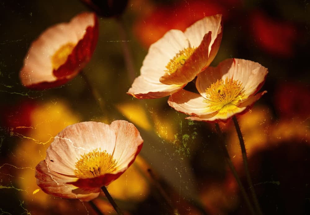 Dreamy Poppy Blooms by Anna Cseresnjes — canvas wall art