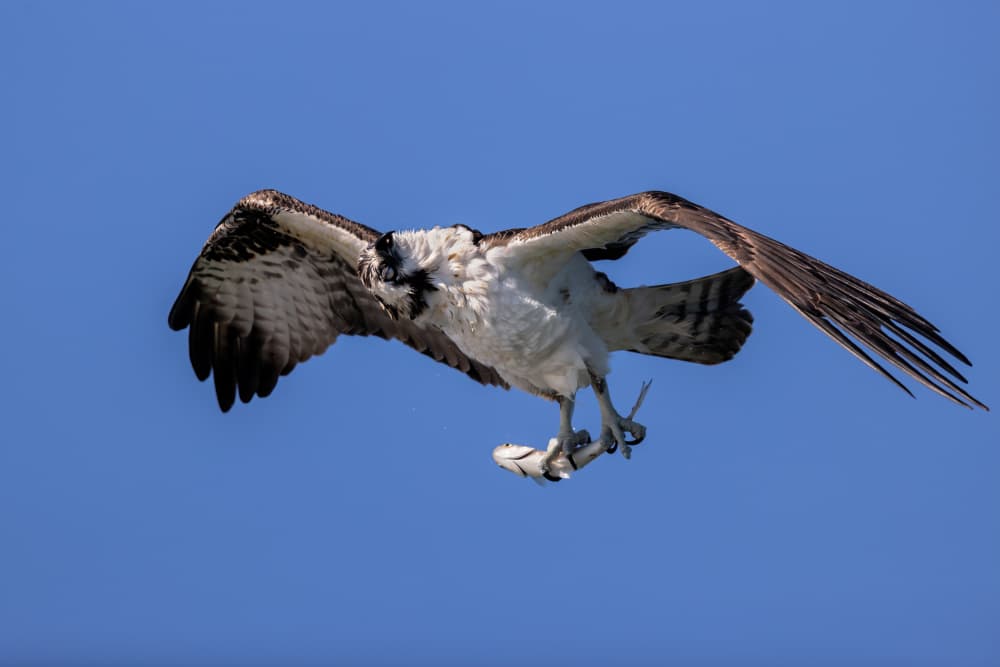 Osprey Catches Fish by Jun Zuo — canvas wall art
