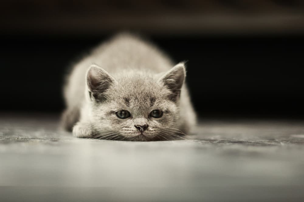 Curious Grey Kitten by Anton Belovodchenko — canvas wall art