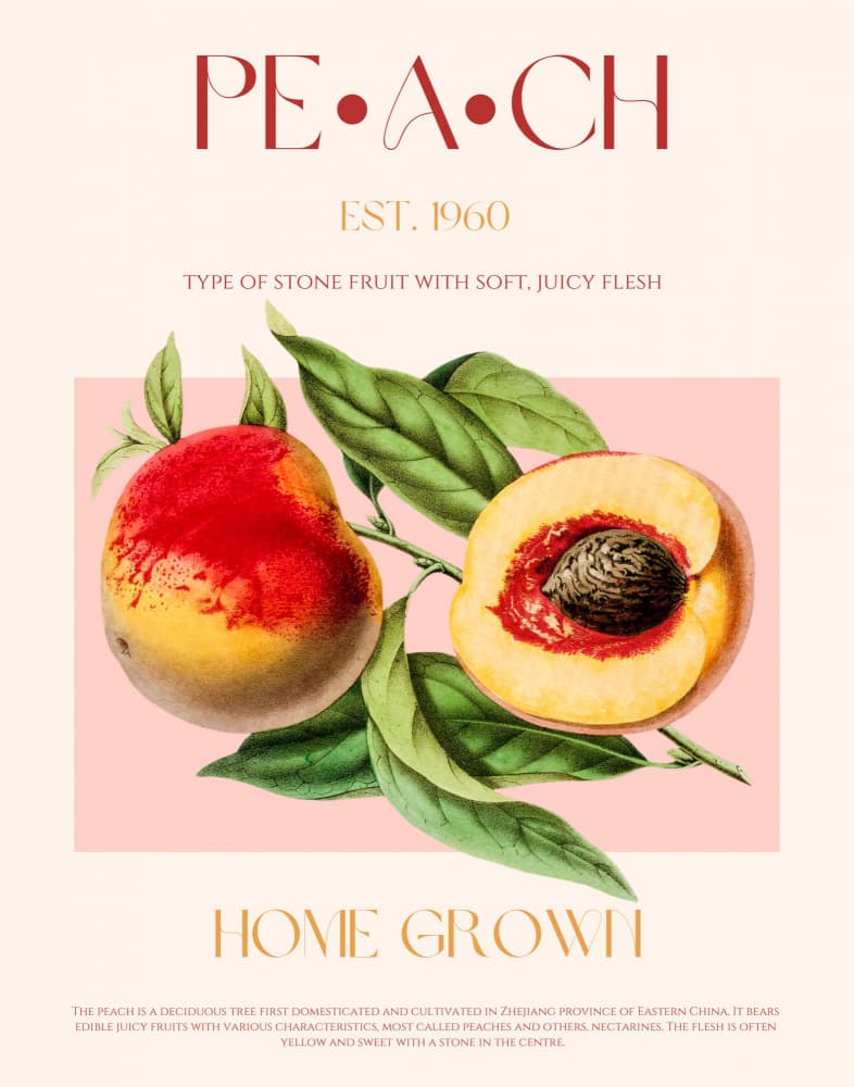Classic Peach Illustration by Nazma Khokhar — canvas wall art