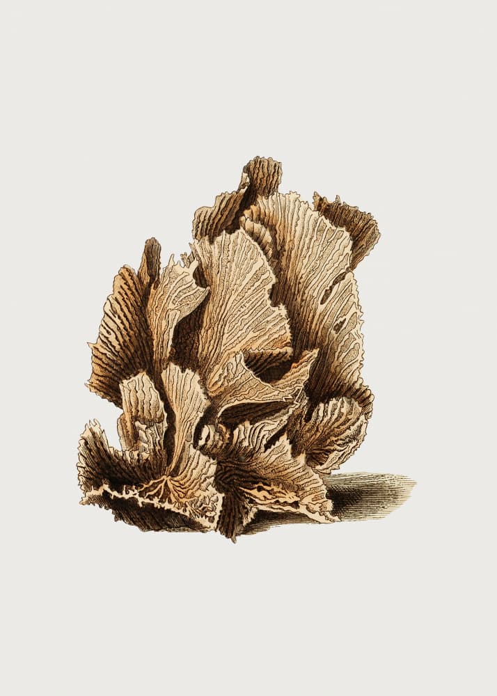 Lettuce Madrepore by George Shaw — canvas wall art