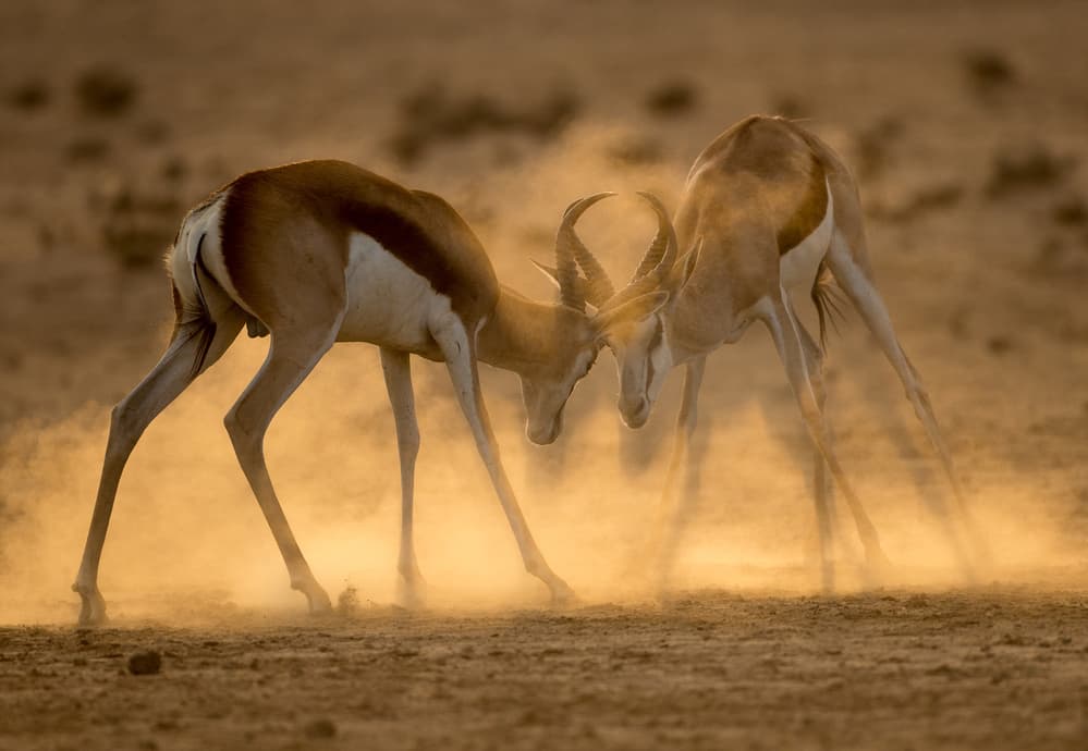 Springbok Battle Dust by Jaco Marx — canvas wall art