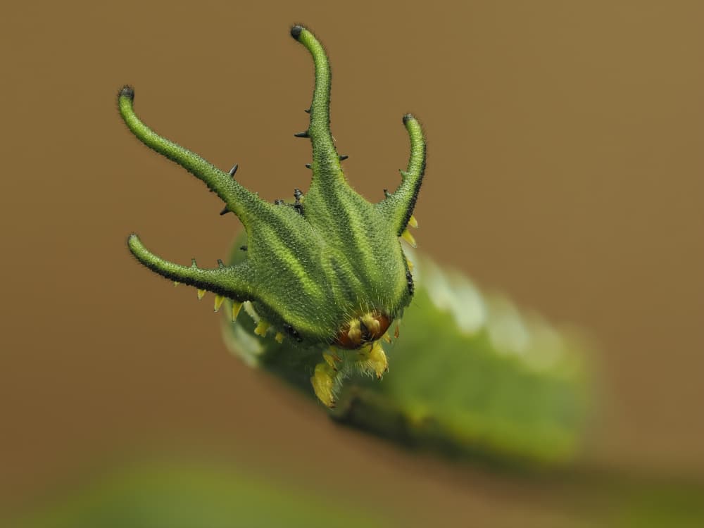 Vibrant Spiky Caterpillar by Phat Dao Tan — canvas wall art