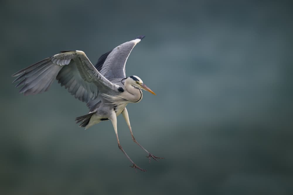 Heron Descending Flight by Mallal Moshe — canvas wall art