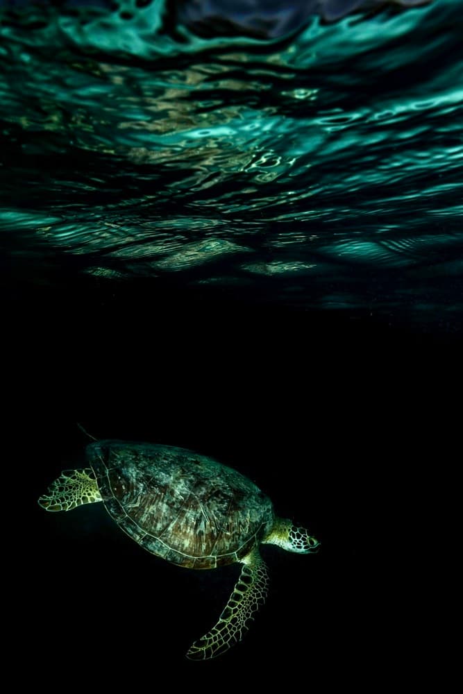 Swimming Sea Turtle by Serge Melesan — canvas wall art