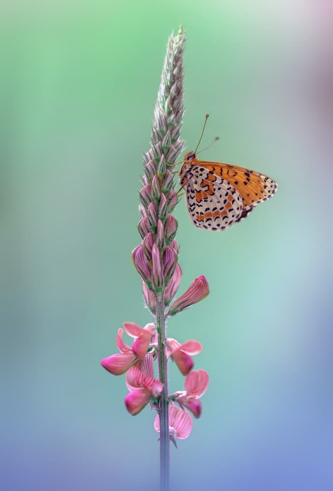 Vibrant Butterfly Blossom by Fabrizio Daminelli — canvas wall art
