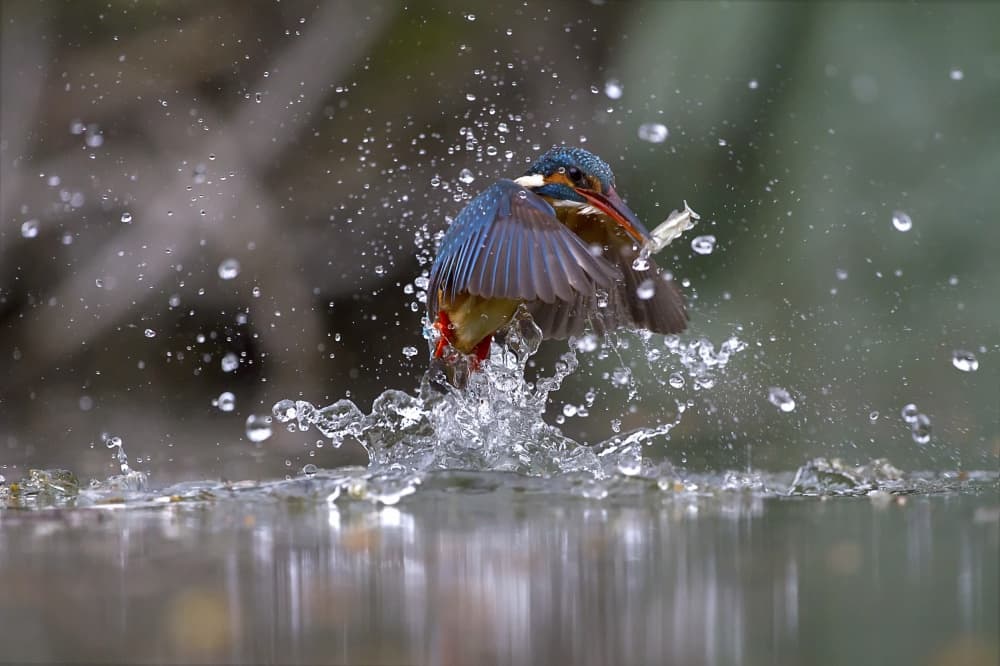 Diving Kingfisher Splash by Marco Redaelli — canvas wall art