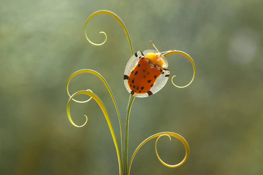 Vibrant Tortoise Beetle by Abdul Gapur Dayak — canvas wall art