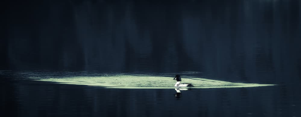 Lone Duck Dark Water by Allan Wallberg — canvas wall art