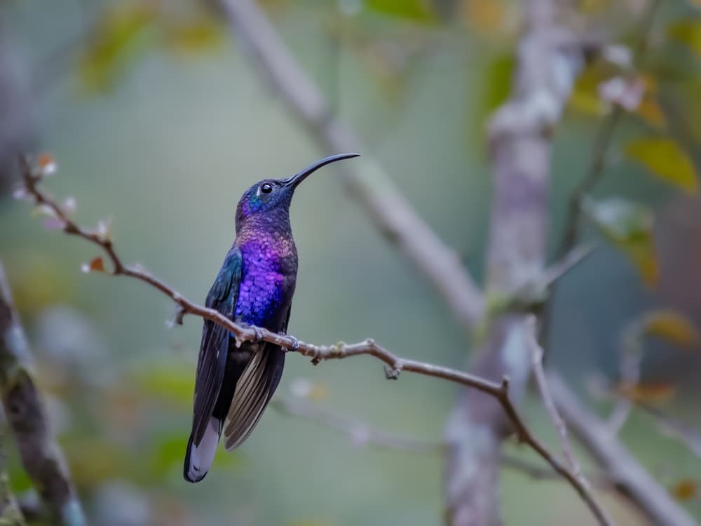 Iridescent Purple Hummingbird by Xiaohong Zhang — canvas wall art