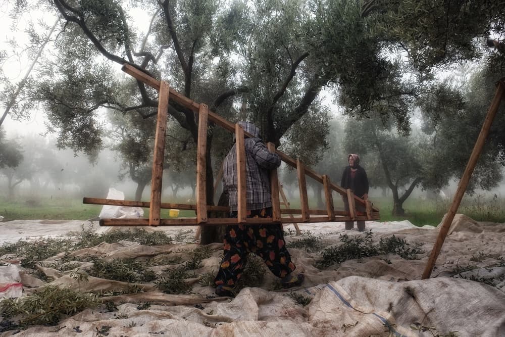 Misty Olive Grove by Ali Ayer — canvas wall art