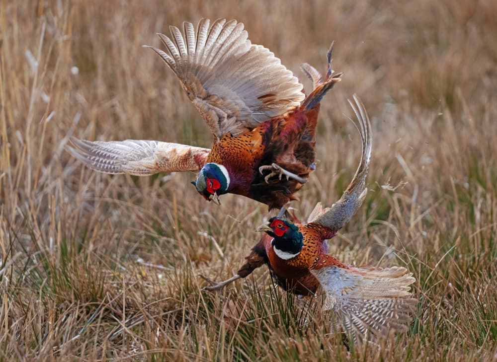 Fighting Pheasants by Allan Wallberg — canvas wall art