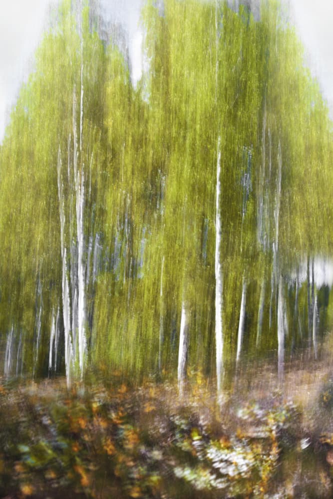 Green Birch Forest Abstract by Christina Sillen — canvas wall art