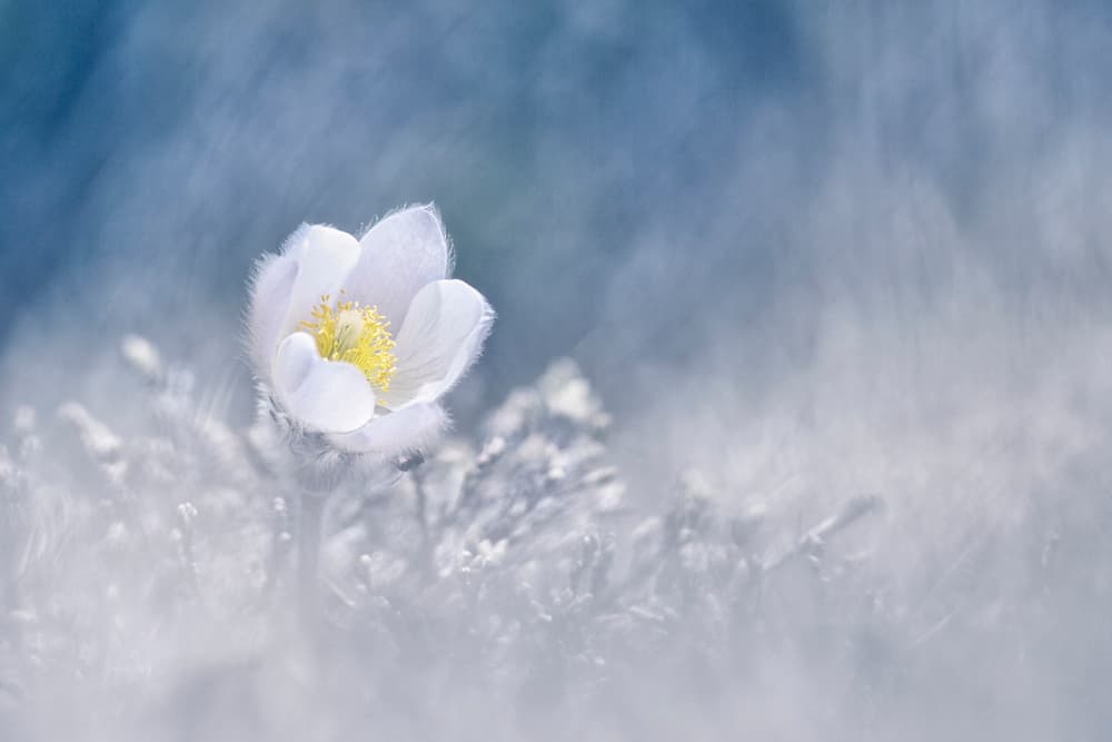 Dreamy White Flower by Benjamine Hullot Scalvenzi — canvas wall art