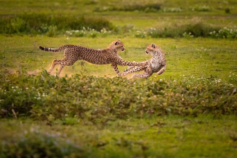 Playful Cheetah Cubs by Mohammed Alnaser — canvas wall art