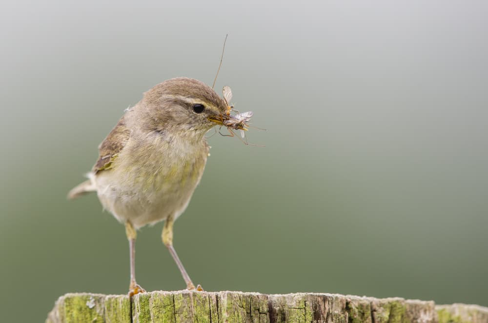 Wild Bird's Catch by Jan van der Linden — canvas wall art