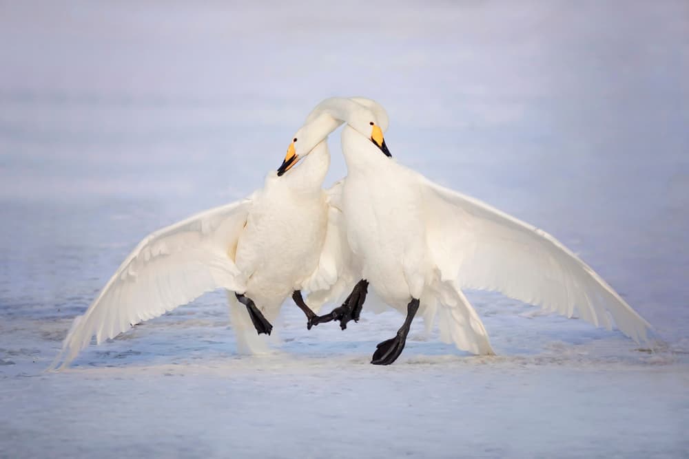 Graceful Swans Embrace by Fion Wong — canvas wall art