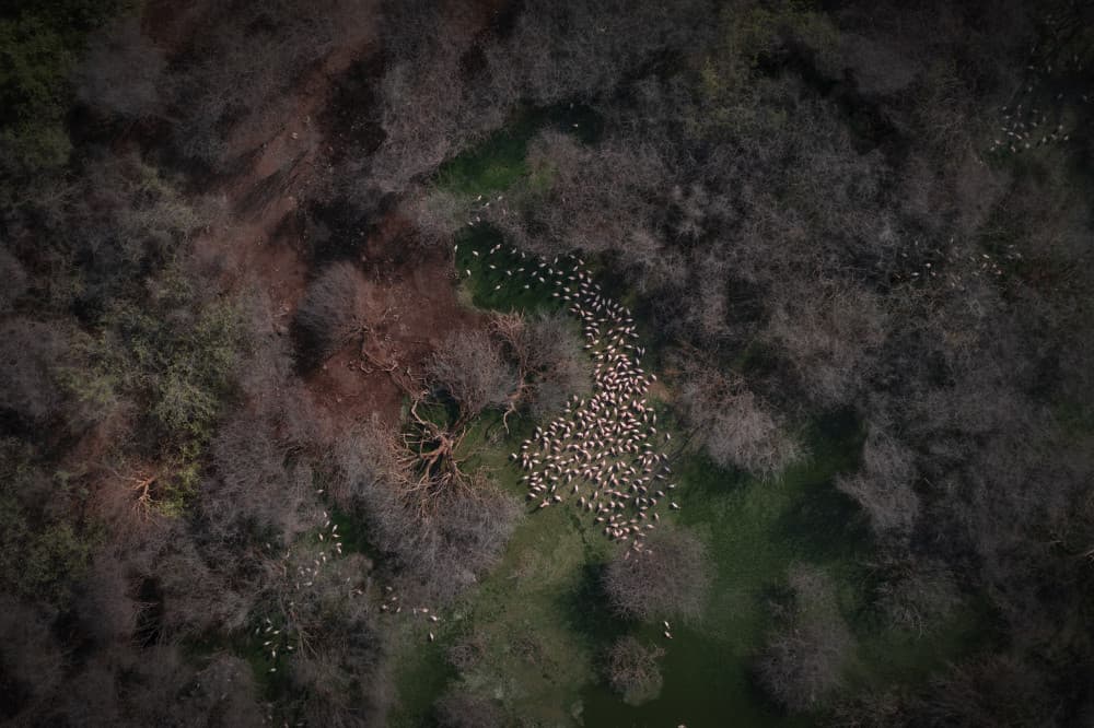 Flock Through Bare Trees by Roberto Marchegiani — canvas wall art
