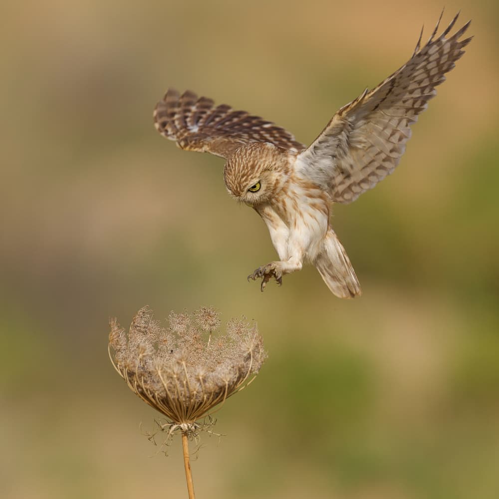 Little Owl Landing by David Manusevich — canvas wall art