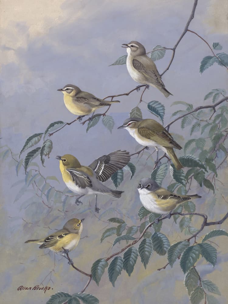 Vireos By Allan Brooks by Allan Brooks — canvas wall art