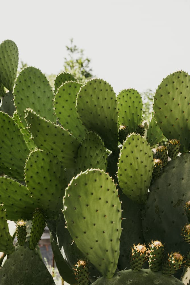 Vibrant Prickly Pear Cactus by Photolovers — canvas wall art