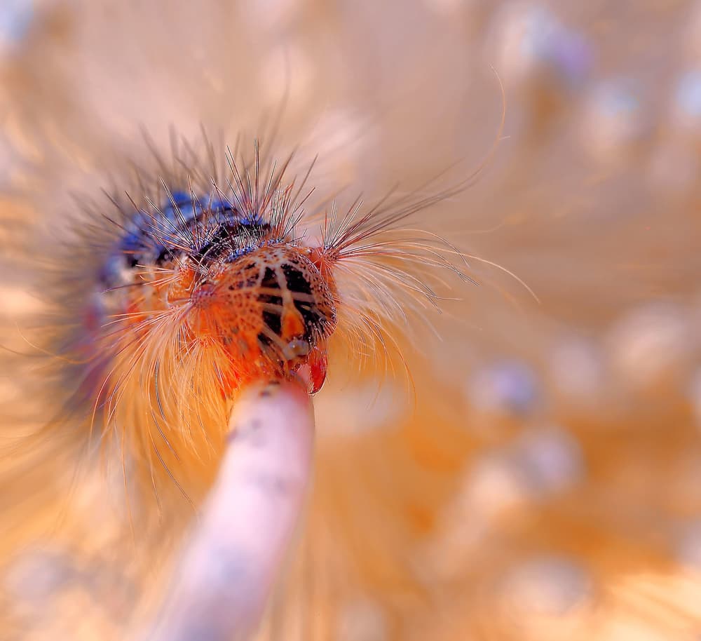 Vibrant Fuzzy Caterpillar by Thierry Dufour — canvas wall art