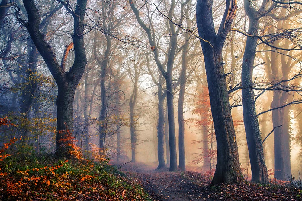 Misty Autumn Woods by Leif Løndal — canvas wall art