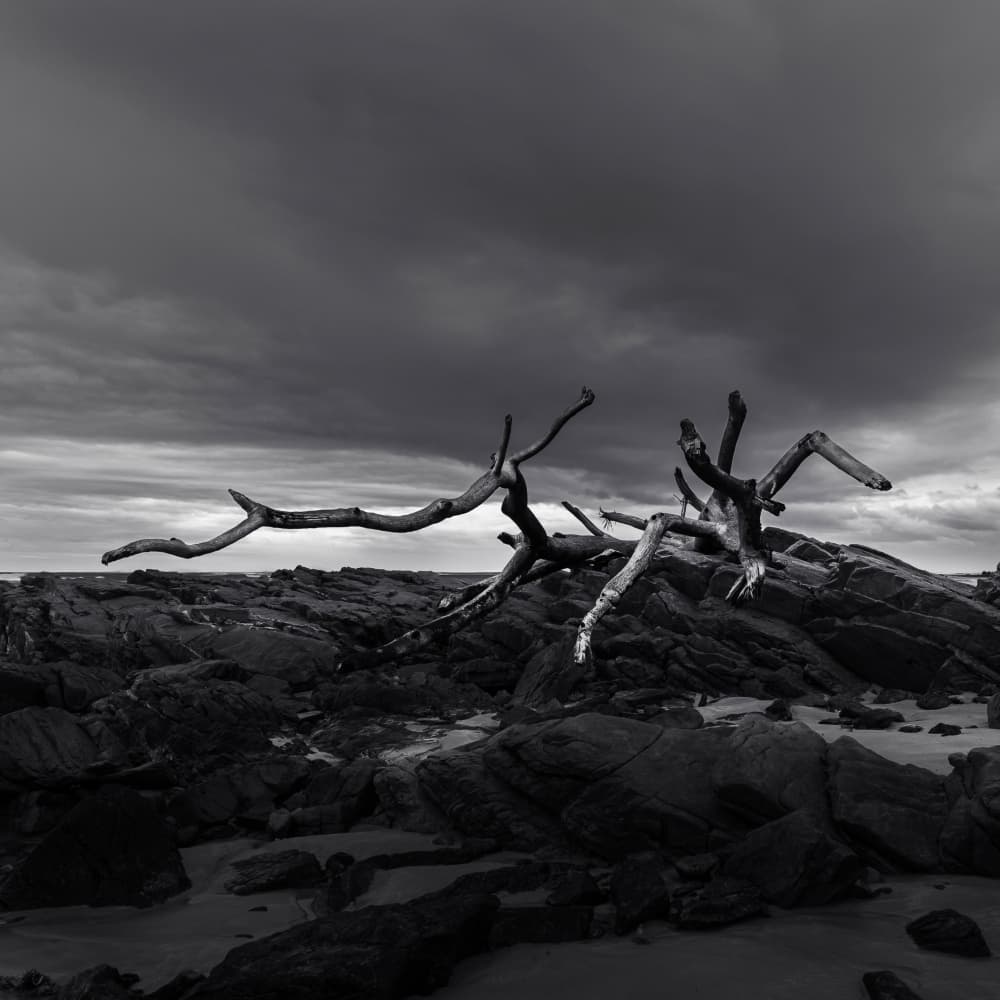 Driftwood on Rocky Coast by Ray Truter — canvas wall art