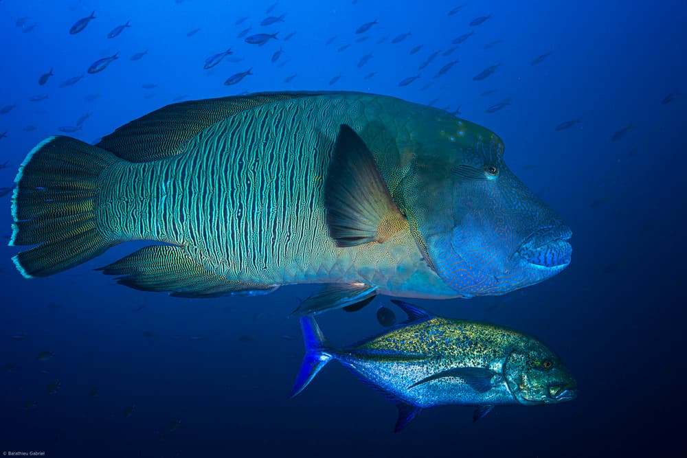 Underwater Blue Giants by Barathieu Gabriel — canvas wall art