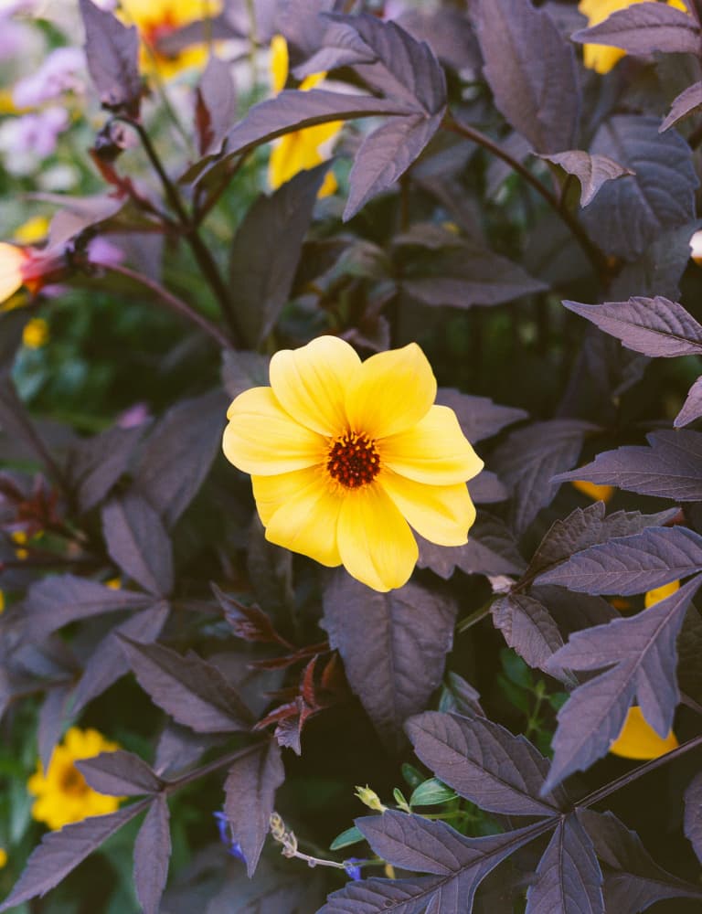 Vibrant Yellow Dahlia by Bethany Young — canvas wall art
