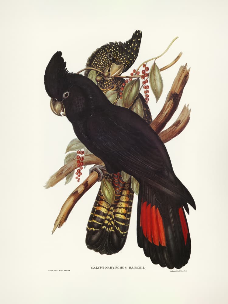 Banksian Cockatoo by Elizabeth and John Gould — canvas wall art