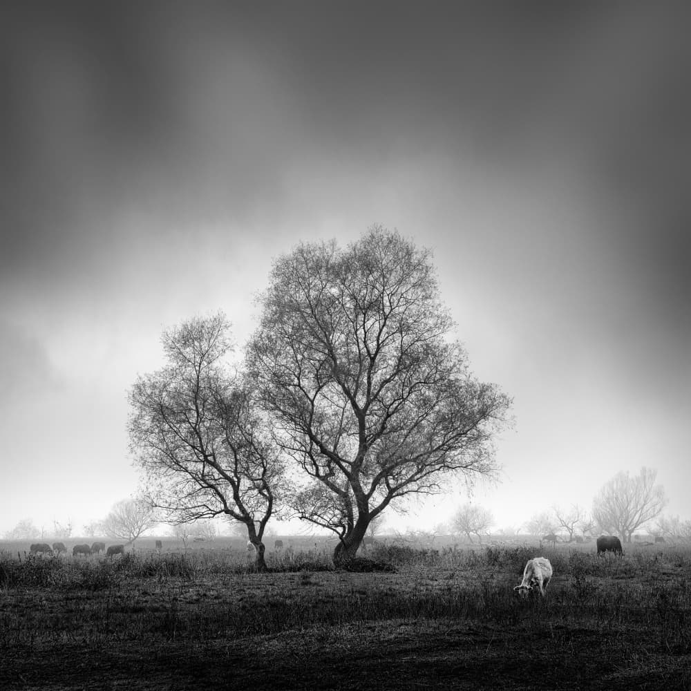 Misty Winter Landscape by George Digalakis — canvas wall art