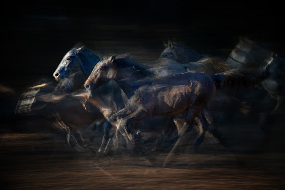 Wild Horses Gallop by Milan Malovrh — canvas wall art