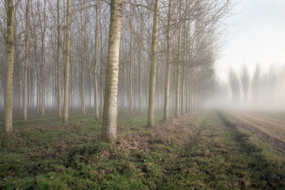 Misty Winter Trees by Fiorenzo Carozzi — canvas wall art