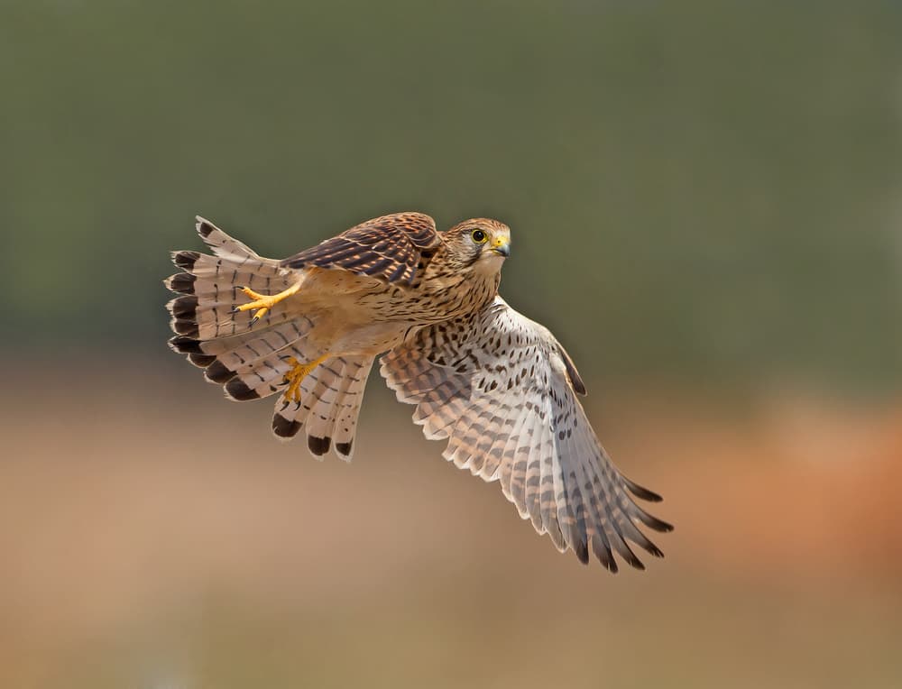 Agile Kestrel Soaring by Shlomo Waldmann — canvas wall art