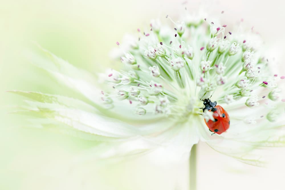 Ladybug on Soft Bloom by Jacky Parker — canvas wall art
