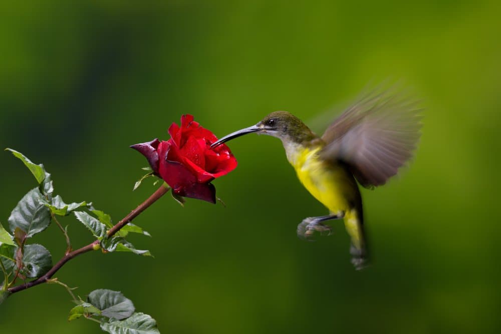 Hummingbird At Red Rose by Lisdiyanto Suhardjo — canvas wall art