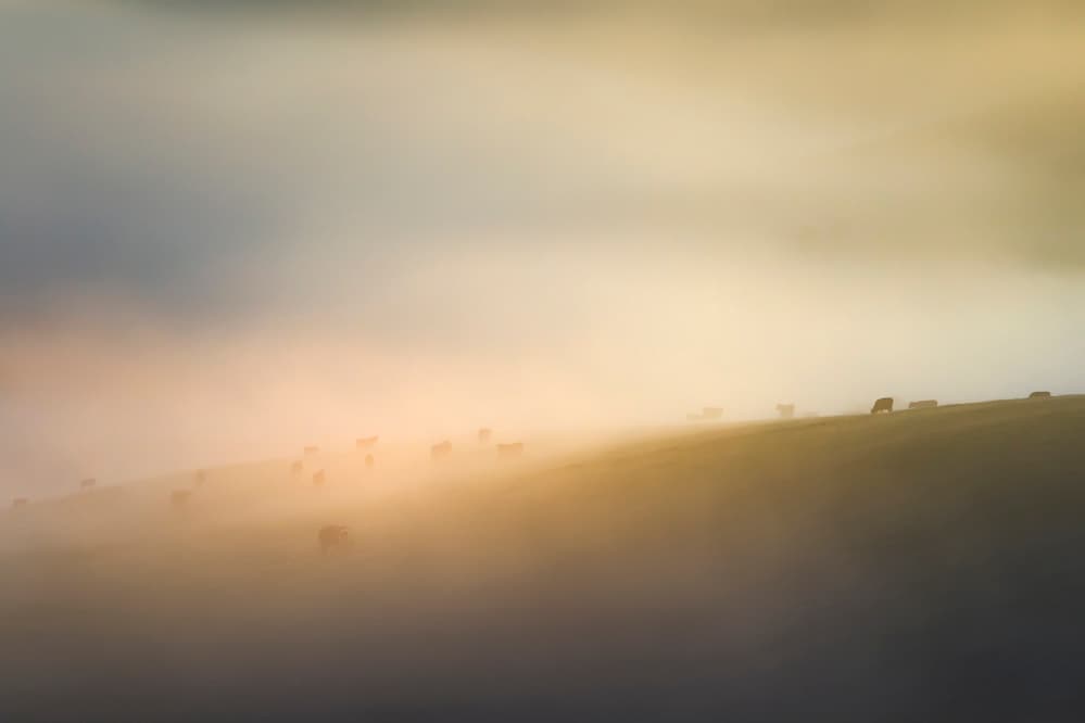 Cattle In Morning Fog by Kutub Uddin — canvas wall art