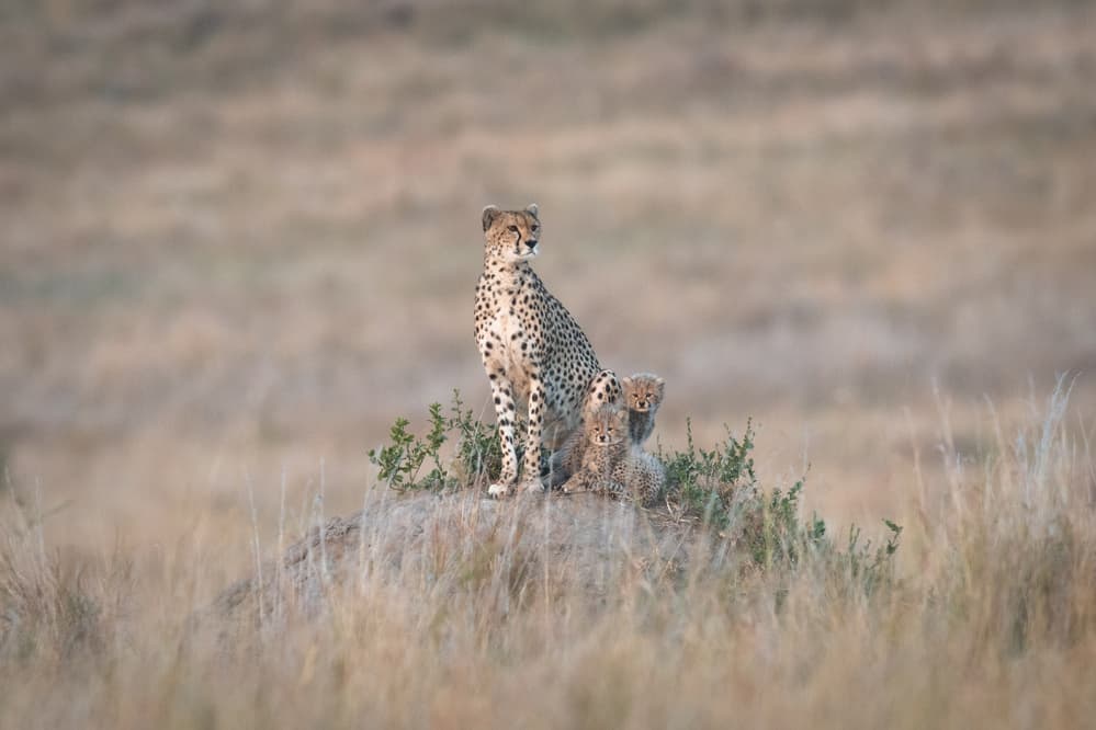 Watchful Cheetah Family by Jeffrey C. Sink — canvas wall art