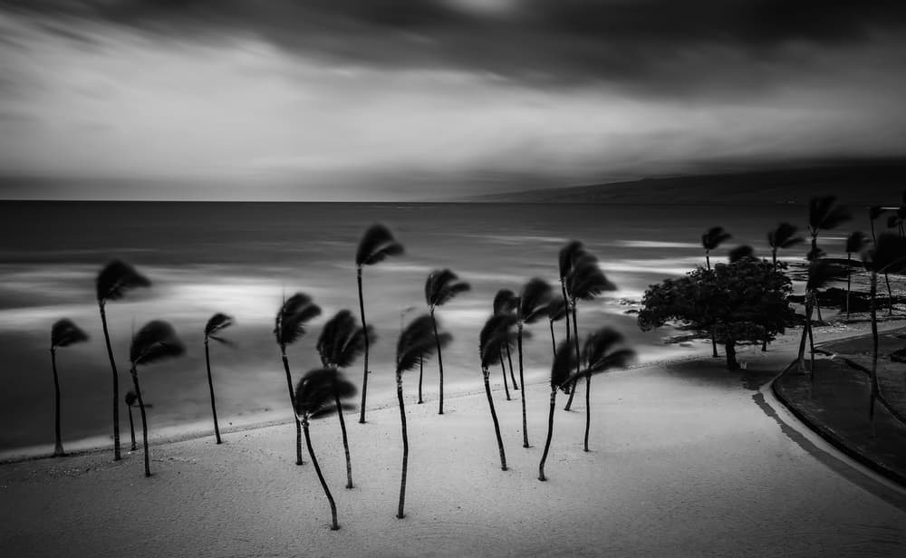 Wind Swept Palms by Rob Darby — canvas wall art
