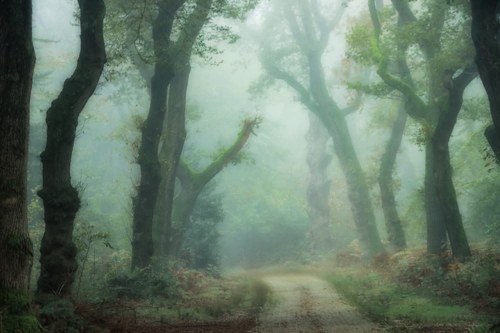 Misty Forest Path by Hilda van der Lee — canvas wall art